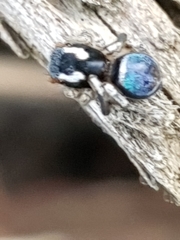 Maratus anomalus