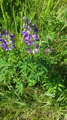 Lupinus polyphyllus polyphyllus