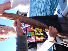 Gymnothorax prionodon