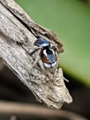 Maratus anomalus