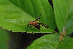 Tritoxa incurva