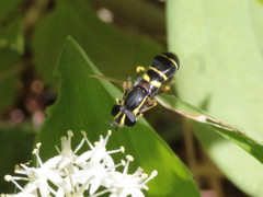 Doros aequalis