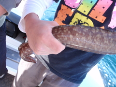 Gymnothorax prionodon