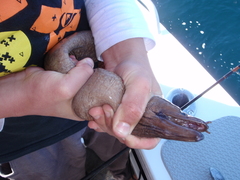 Gymnothorax prionodon