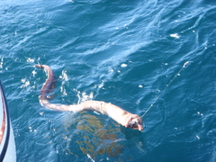 Gymnothorax prionodon