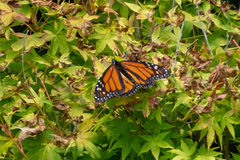 Danaus plexippus