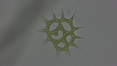 Hydrodictyaceae
