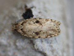 Agonopterix canadensis