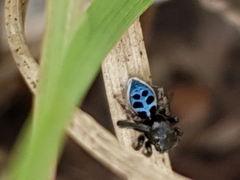Maratus nigromaculatus