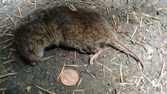 Microtus canicaudus