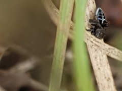 Maratus nigromaculatus