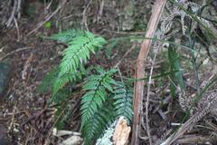 Polystichum neozelandicum neozelandicum