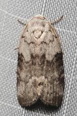 Polygrammate cadburyi