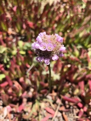 Armeria maritima californica
