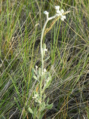 Eriogonum annuum
