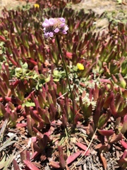 Armeria maritima californica