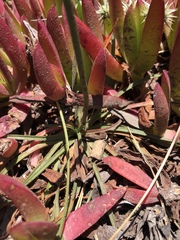 Armeria maritima californica