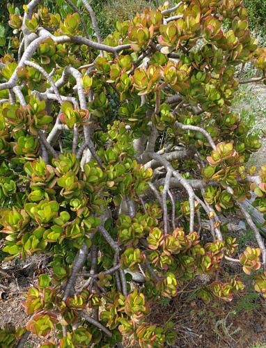 Tikrasis storlapis nuotrauka