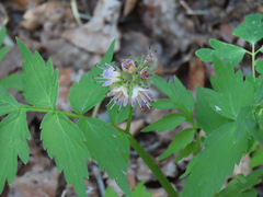 Hydrophyllum fendleri