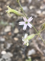 Silene verecunda