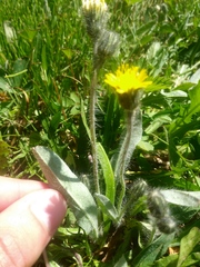 Pilosella flagellaris