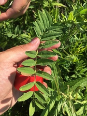 Astragalus canadensis