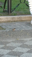 Passer domesticus