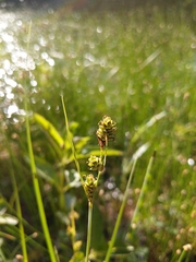 Carex buxbaumii