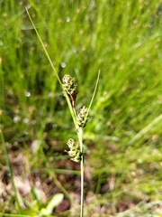 Carex buxbaumii