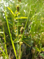 Carex buxbaumii