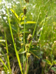 Carex buxbaumii
