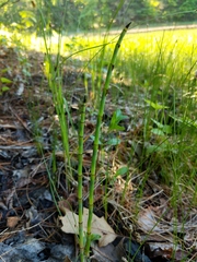 Equisetum × nelsonii