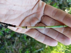 Equisetum × nelsonii
