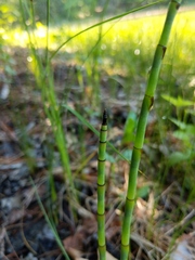 Equisetum × nelsonii