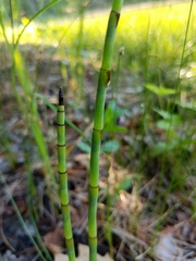 Equisetum × nelsonii