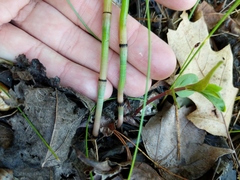 Equisetum × nelsonii
