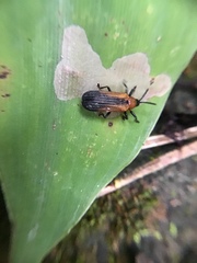Chalepus horni