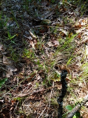 Piptatheropsis pungens