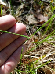 Piptatheropsis pungens