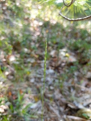 Piptatheropsis pungens