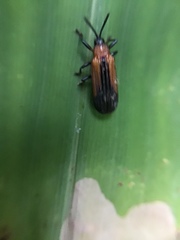 Chalepus horni