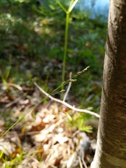 Piptatheropsis pungens