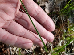 Piptatheropsis pungens