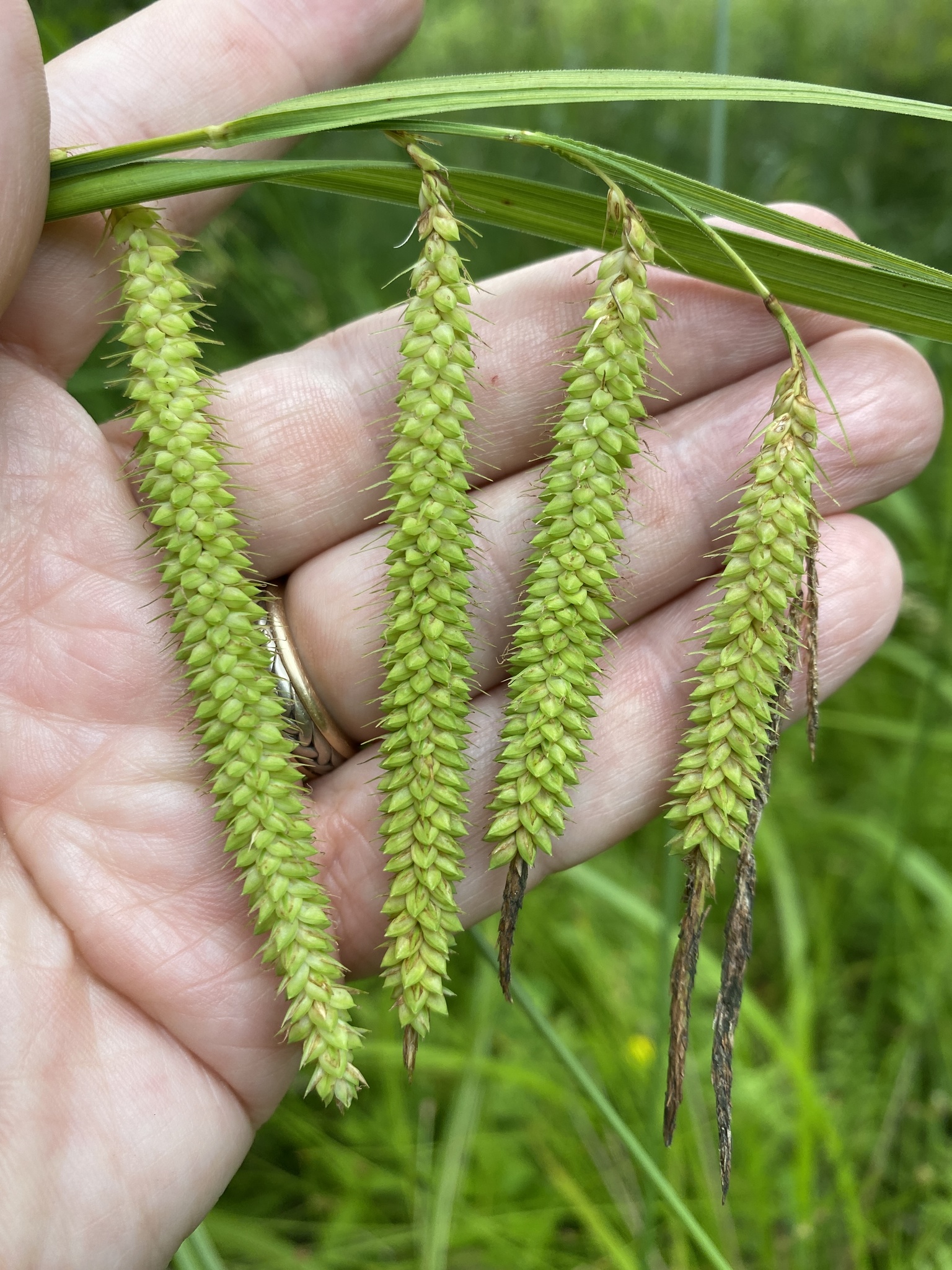 Carex gynandra