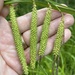 Carex gynandra - Photo Ningún derecho reservado, subido por Alan Weakley