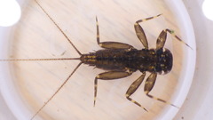 Stenacron interpunctatum