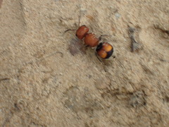 Pseudomethoca oceola