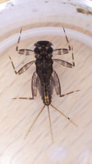 Stenacron interpunctatum