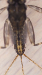 Stenacron interpunctatum