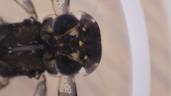 Stenacron interpunctatum